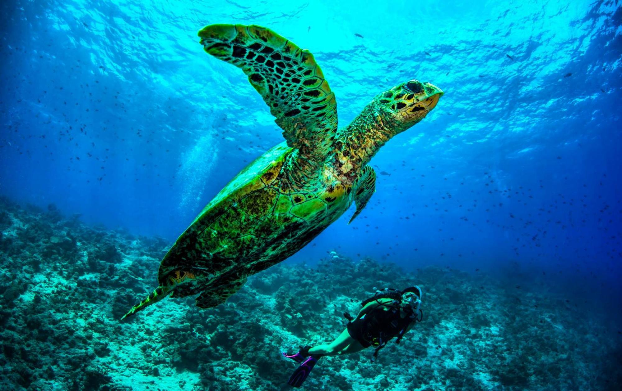 Dusit Thani Maldives - 50 Percent Discount On Transfers For Until 20 Dec 2025 Amilla Fushi