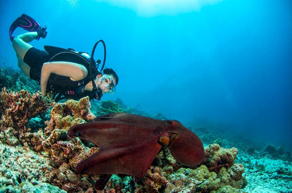 Resort Dusit Thani Maldives - 50 Percent Discount On Transfers For Until 20 Dec 2025 Amilla Fushi