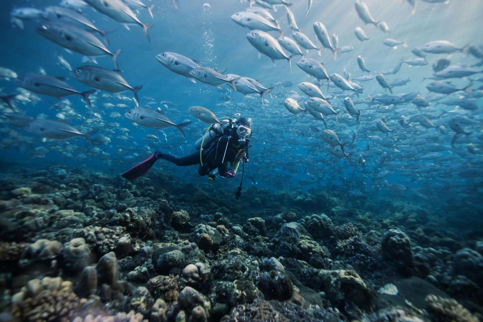 Dusit Thani Maldives - 50 Percent Discount On Transfers For Until 20 Dec 2025 5* Amilla Fushi